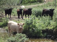 Cattle in the Ale Catchment. Photograph Kate Foster