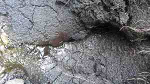 Peat at Tweed's Well